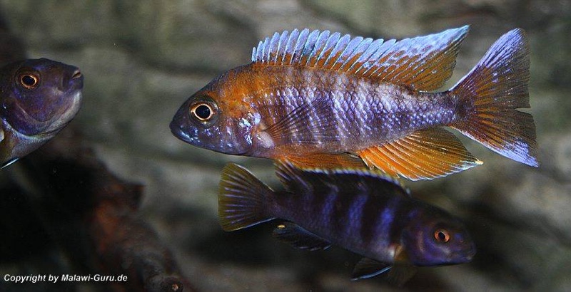 Aulonocara jacobfreibergi 'Cape Maclear'